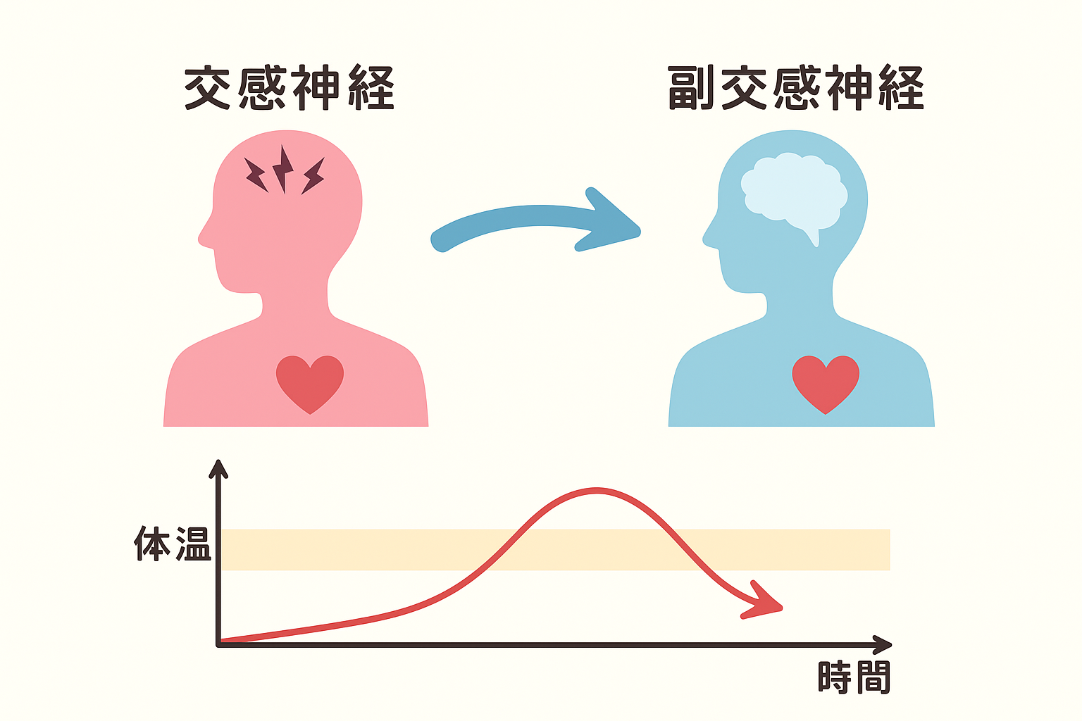 自律神経の仕組み